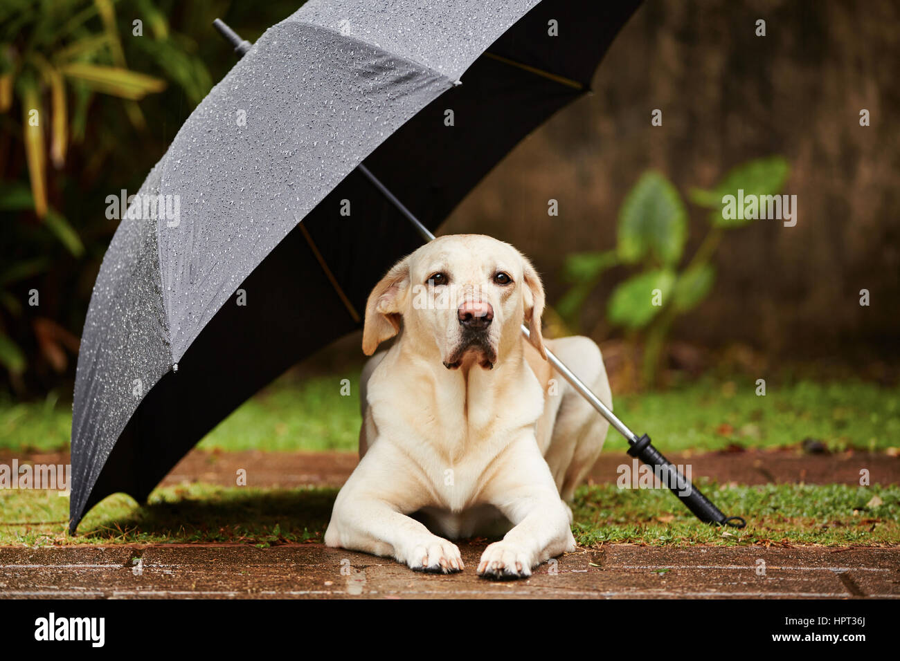 dog under umbrella