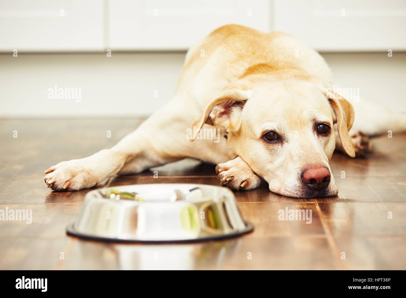 Hungry labrador with empty bowl is waiting for feeding Stock Photo Alamy