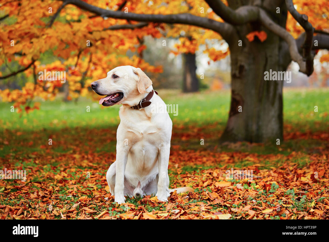 autumn labradors