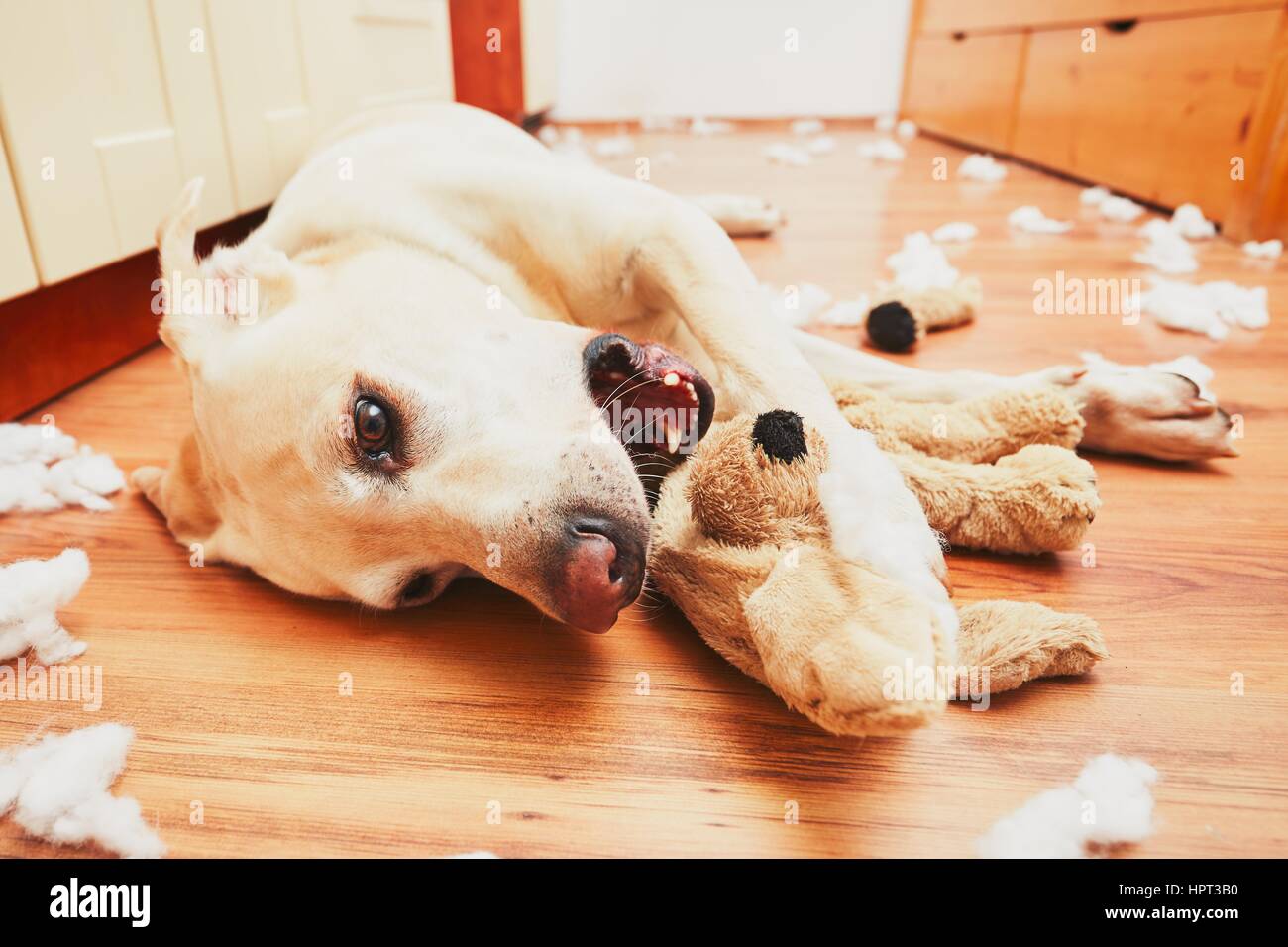 Naughty dog home alone - yellow labrador retriever destroyed the plush toy and made a mess in the apartment Stock Photo