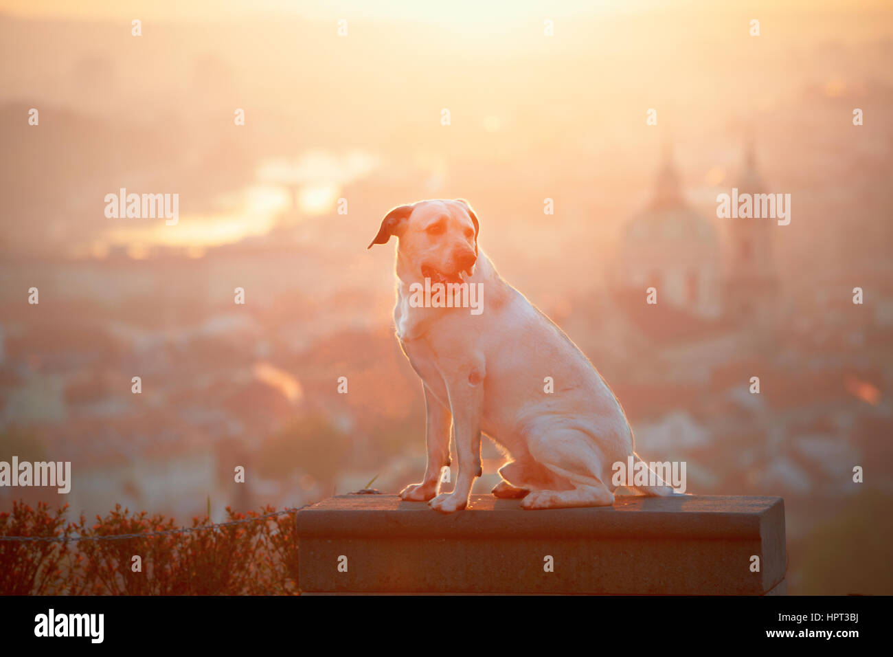 Yellow labrador retriever is looking at the sunrise Stock Photo