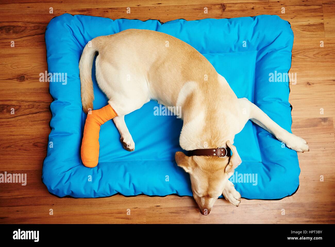 Yellow labrador retriever is sleeping with broken leg Stock Photo