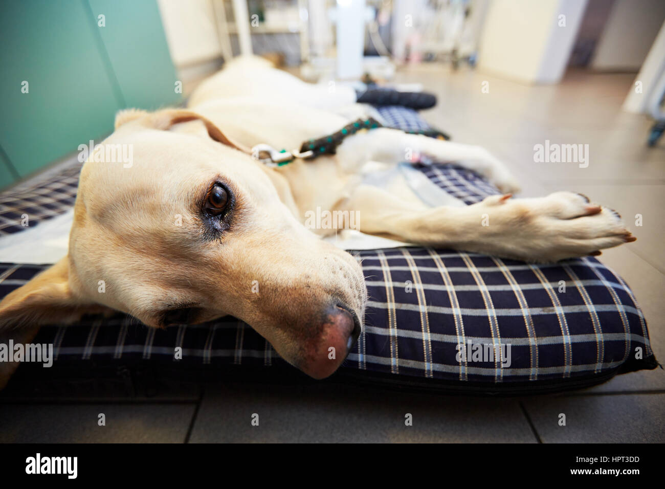 labrador veterinary clinic