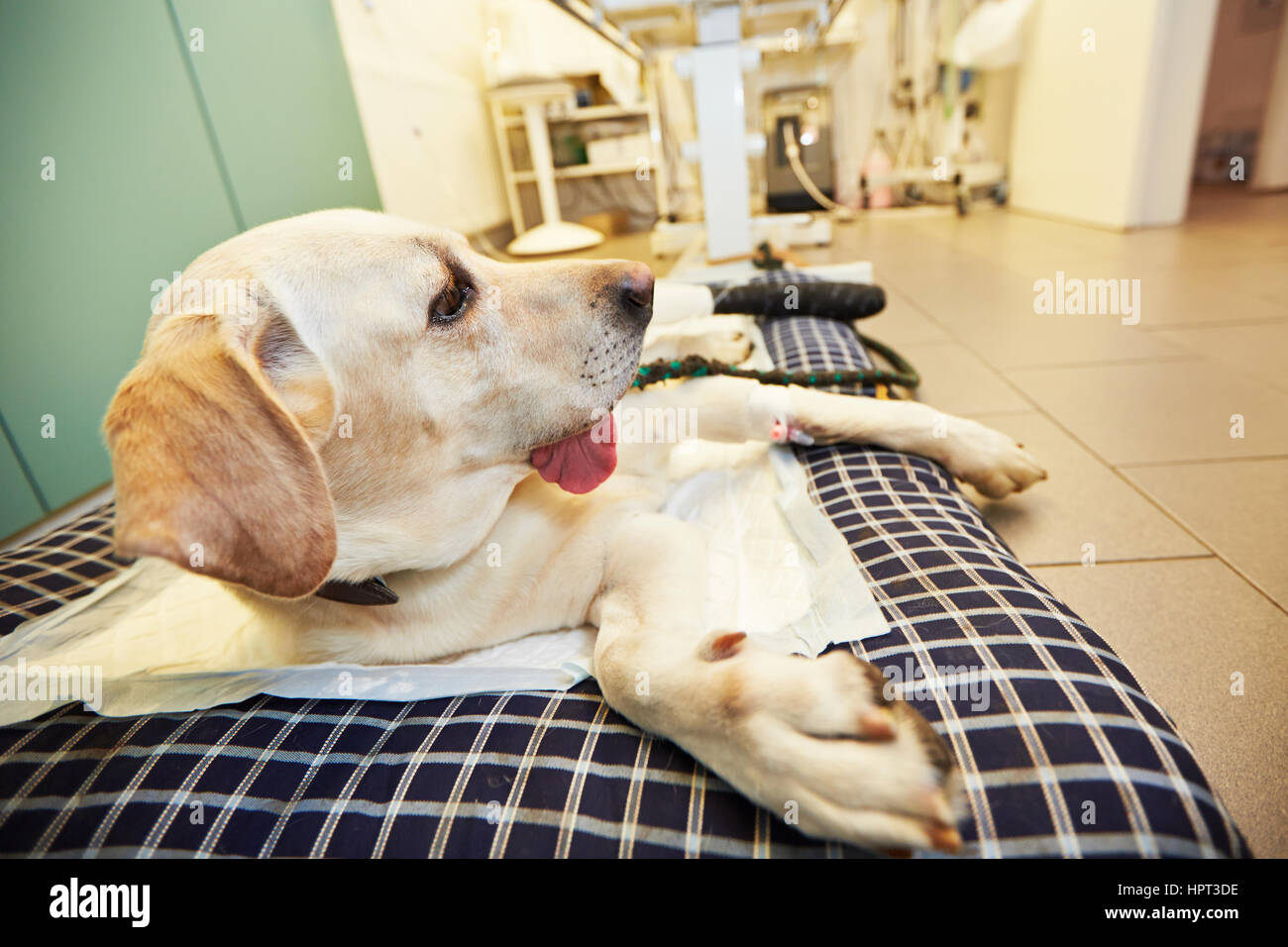 Ill labrador retriever in veterinary clinic Stock Photo Alamy