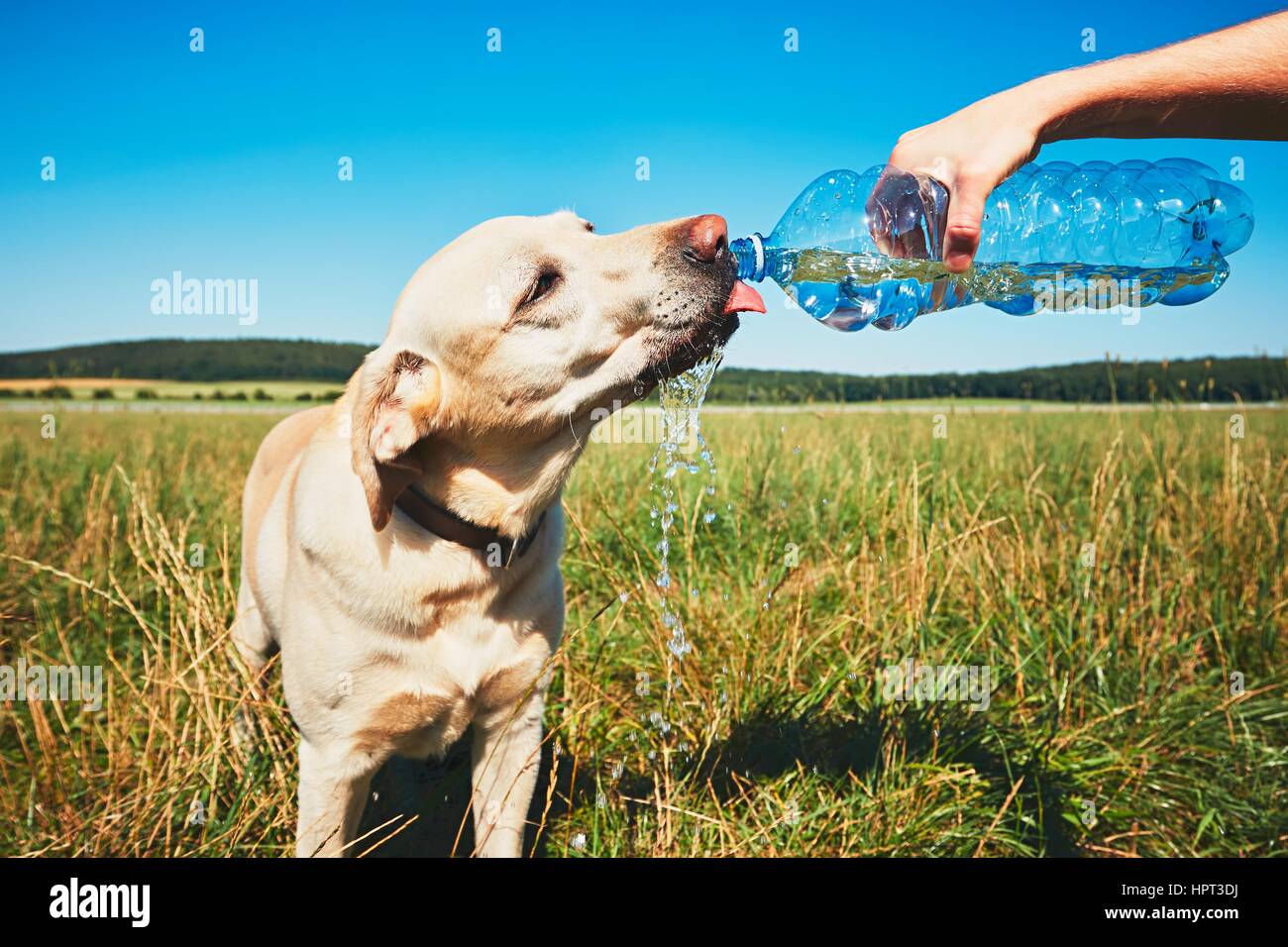 Hot day with dog. Thirsty yellow labrador retriever drinking water from the plastic bottle his owner. Stock Photo