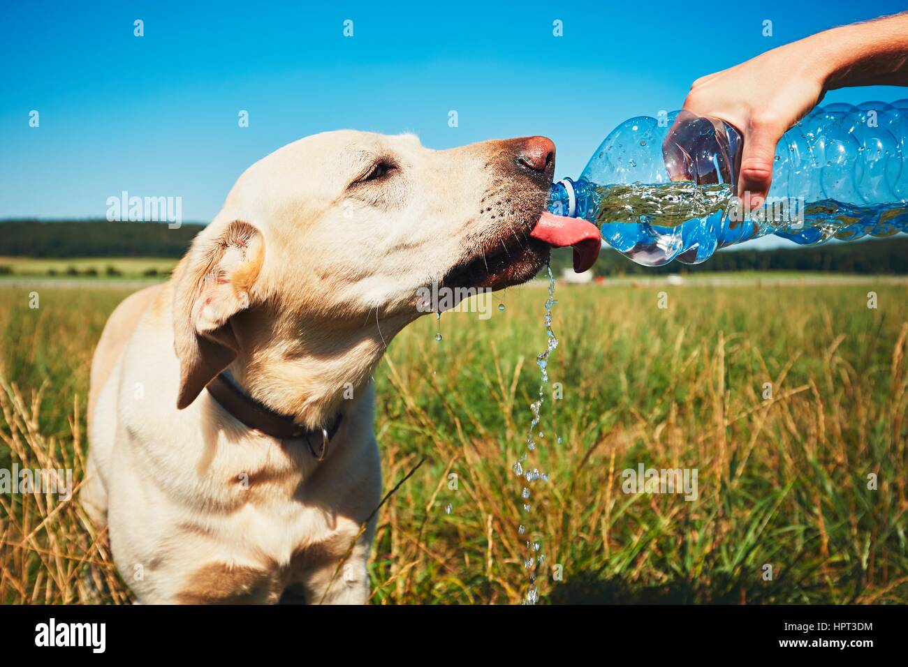 Download Hot Day With Dog Thirsty Yellow Labrador Retriever Drinking Water Stock Photo Alamy PSD Mockup Templates