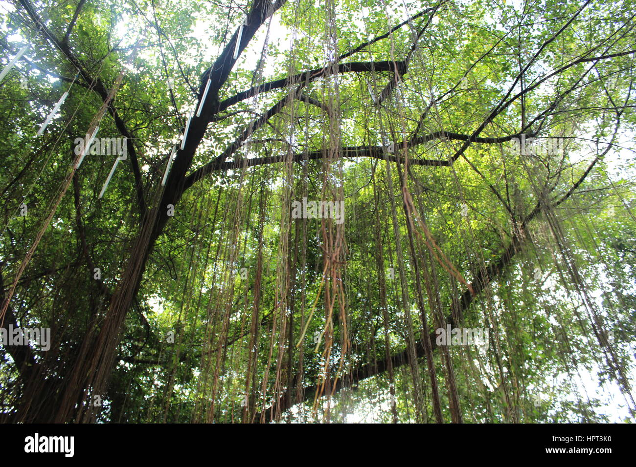 Tropical tree in Singapore botanic gardens Stock Photo Alamy