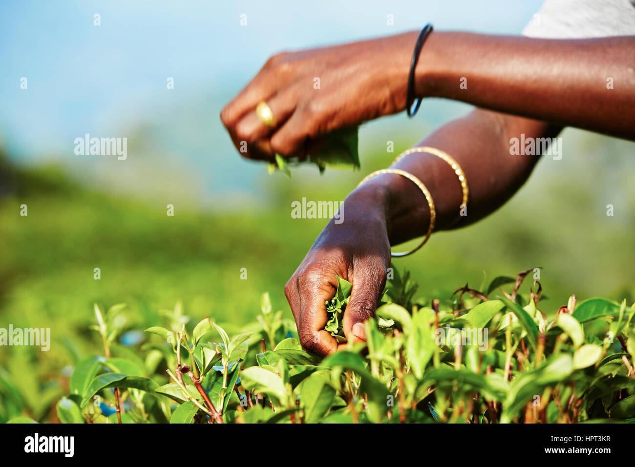 Шри ланка производство. Шри Ланка плантации чая. Шри Ланка сбор чая. Чай со Шри Ланки. Сельское хозяйство Шри Ланки.