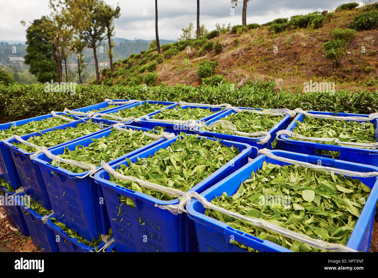 Green leaves of tea in blue boxes in Sri Lanka Stock Photo