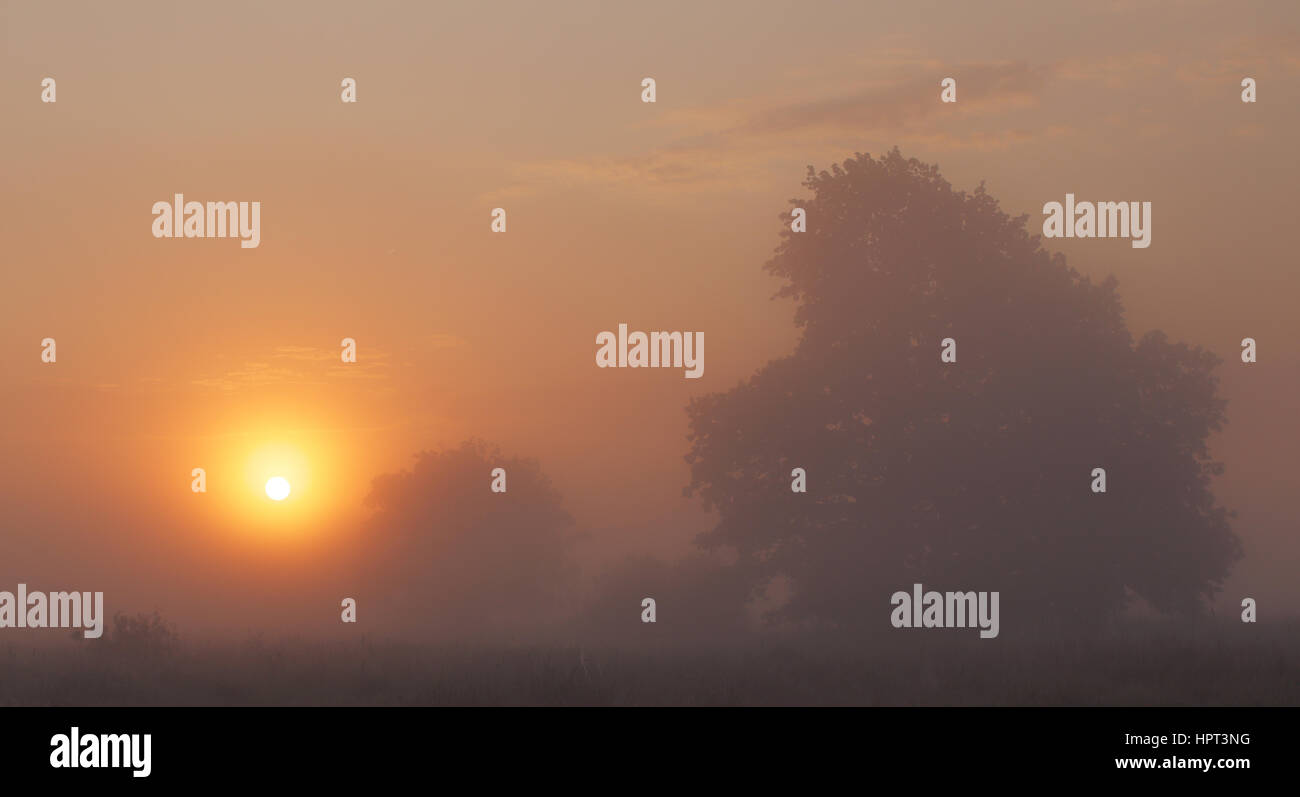Foggy sunrise on forest meadow and low sun Stock Photo
