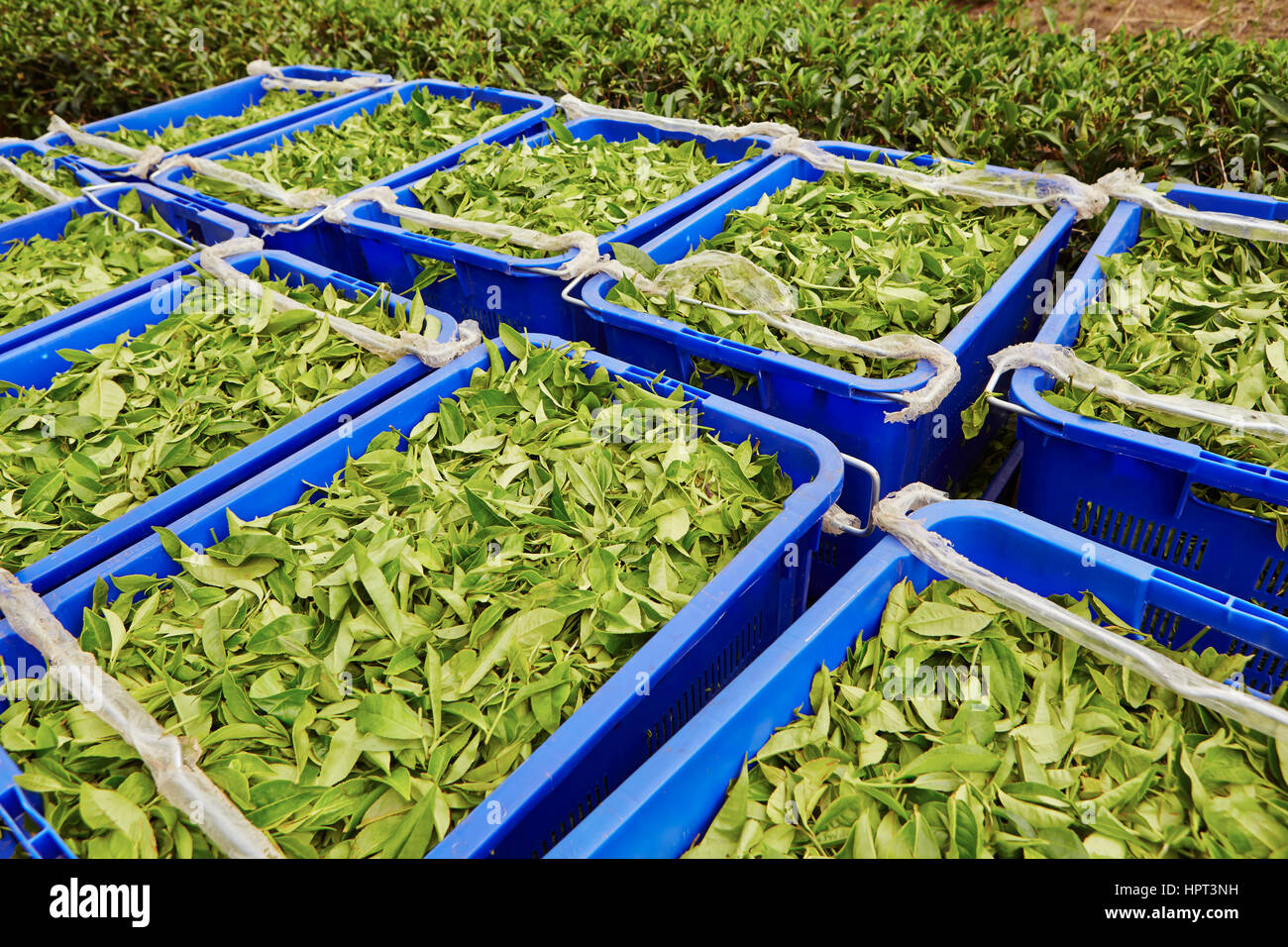 Tea box sri lanka hi-res stock photography and images - Alamy
