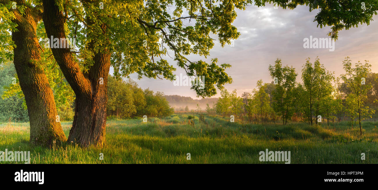 Misty sunny morning in the forest with big tree Stock Photo - Alamy