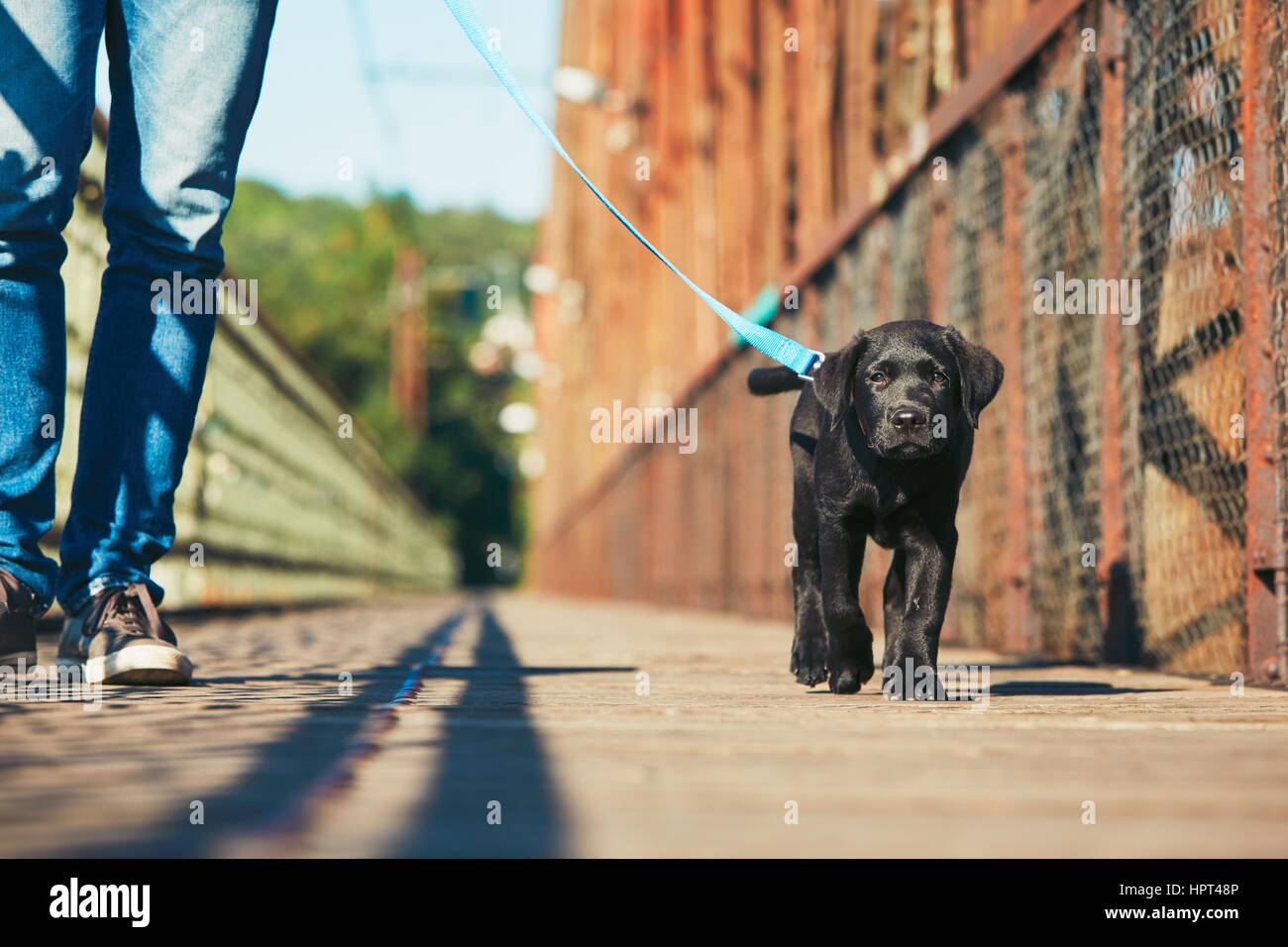 How To Walk Labrador Puppy