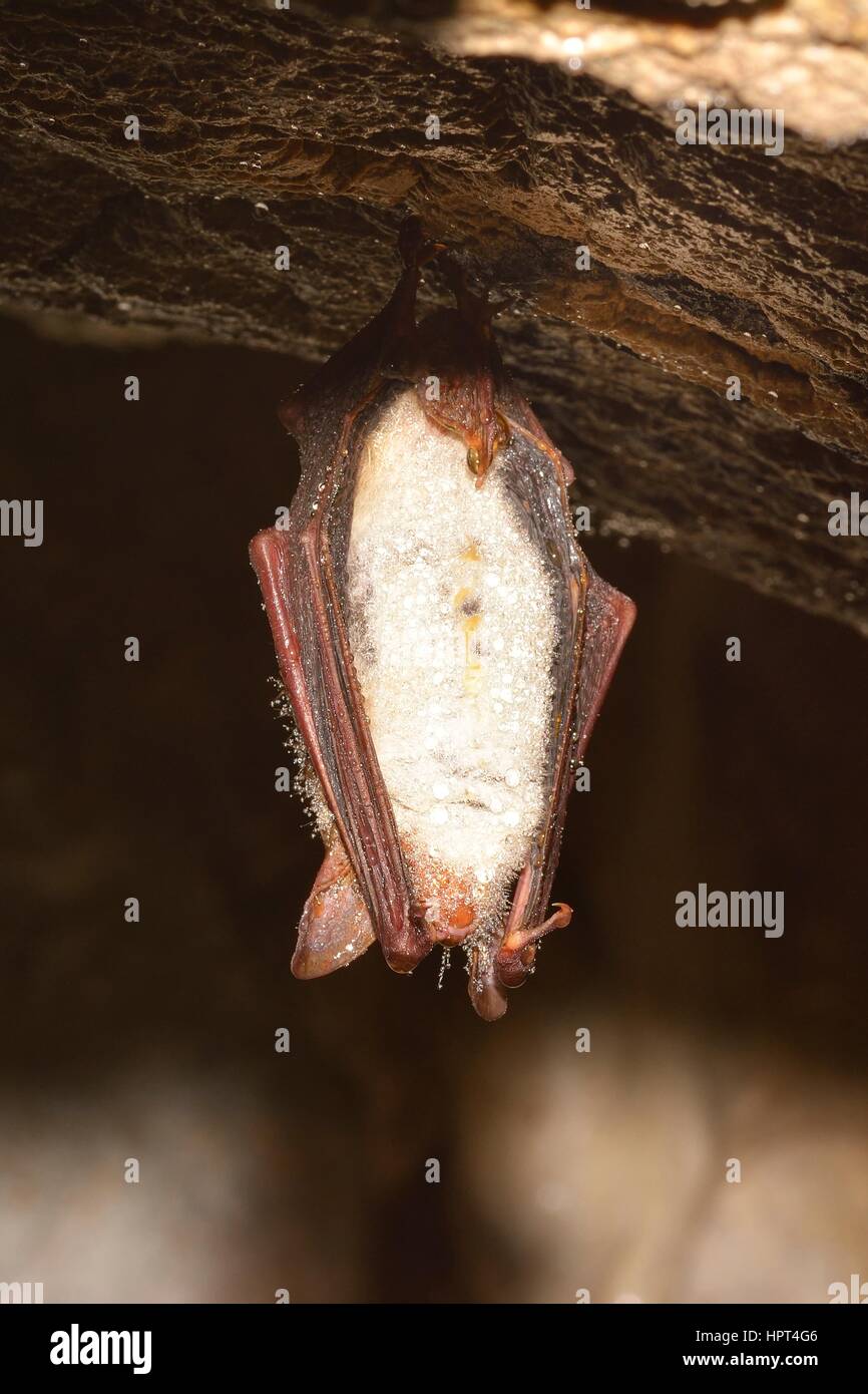 Greater mouse-eared bat ( Myotis myotis) Stock Photo