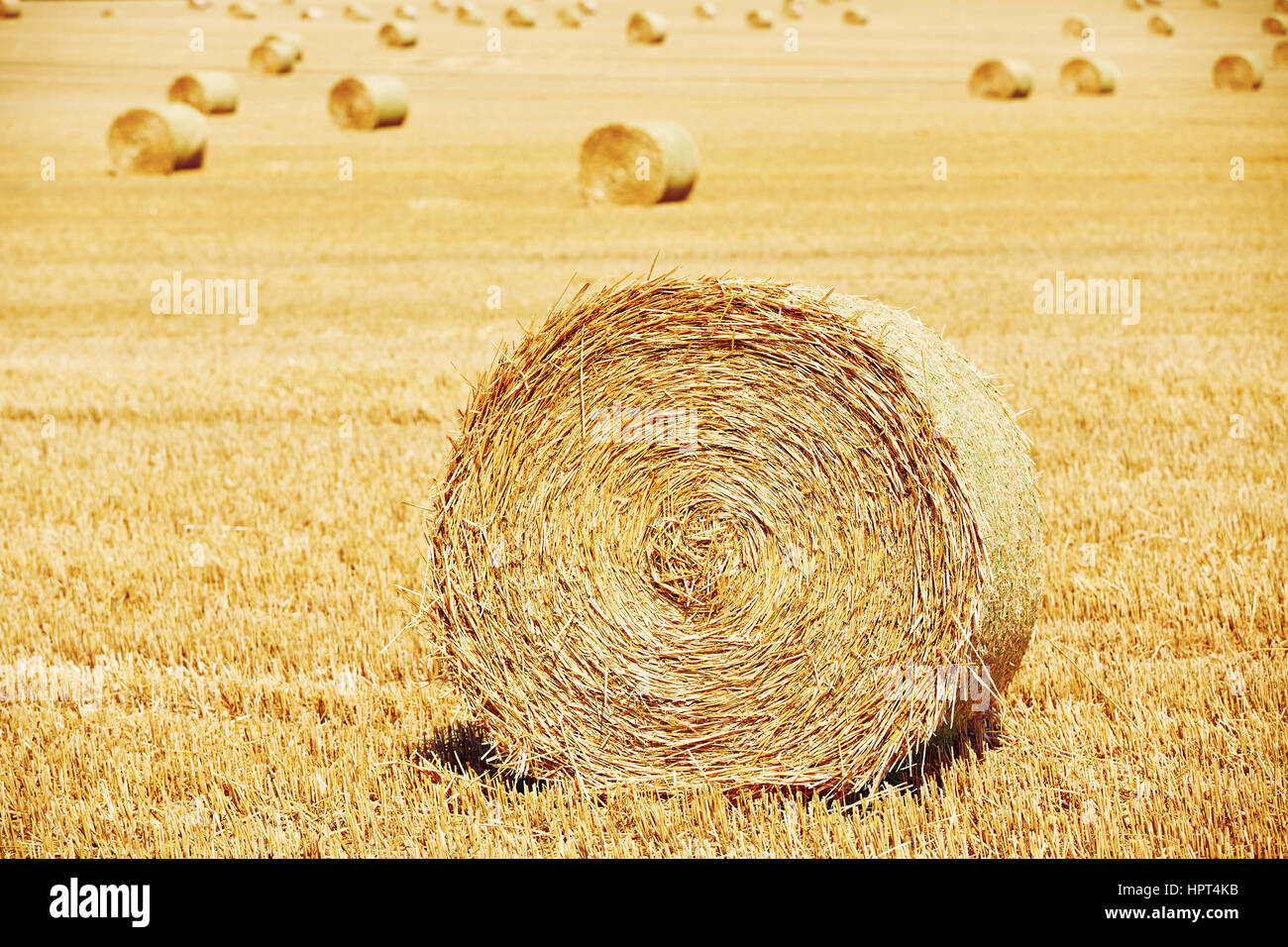 Straw bales on the field after harvest Stock Photo - Alamy
