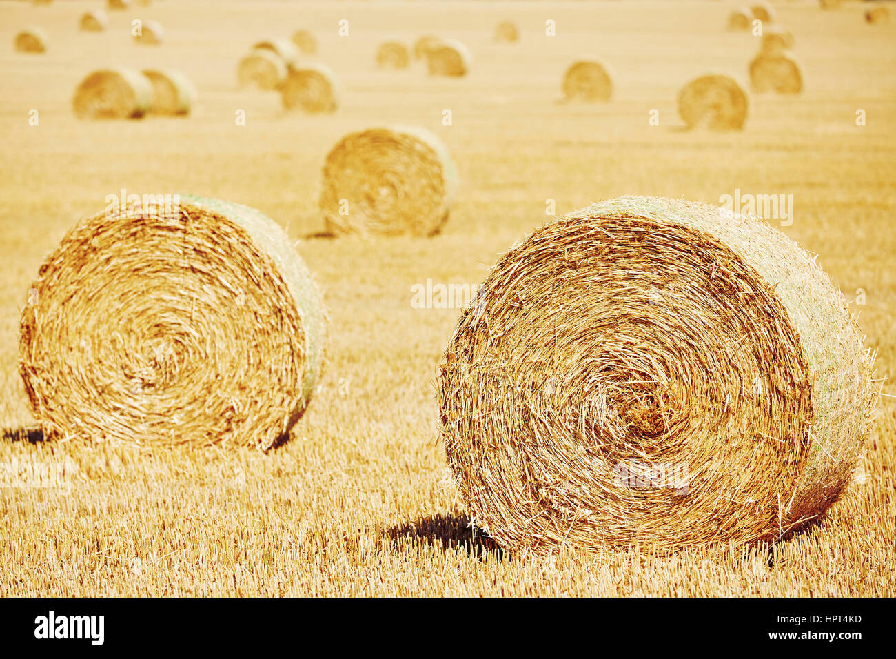 Straw bales on the field after harvest Stock Photo - Alamy