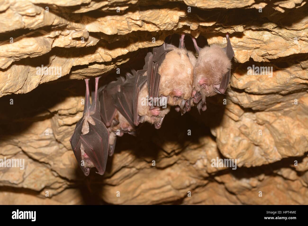 Cave myotis bat habitat hi-res stock photography and images - Alamy