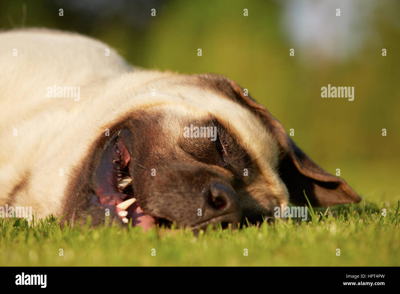 Mastiff is sleeping in meadow Stock Photo