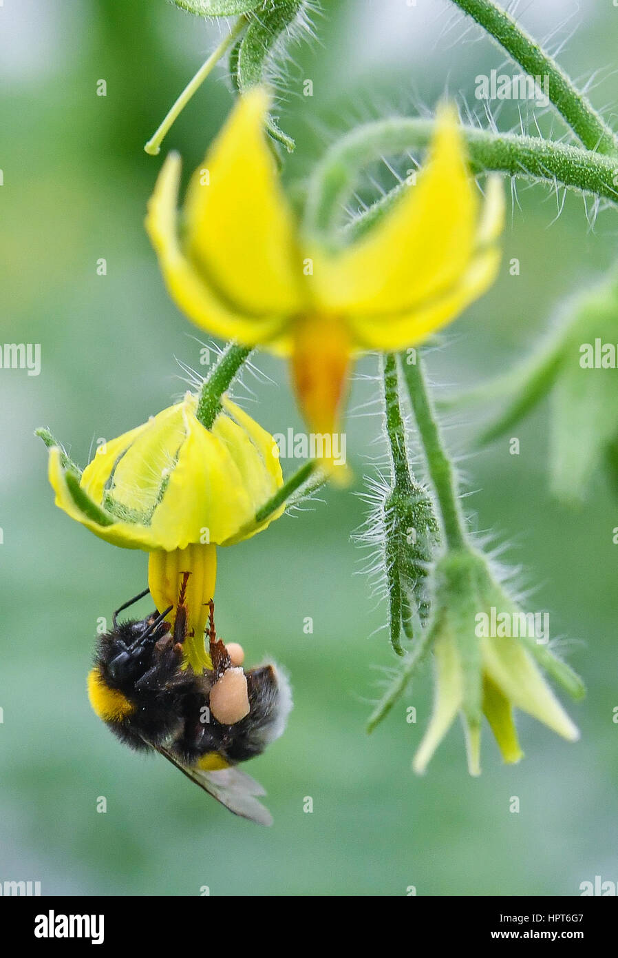 A bumblebee sits on a tomato flower in a green house of the Fontana