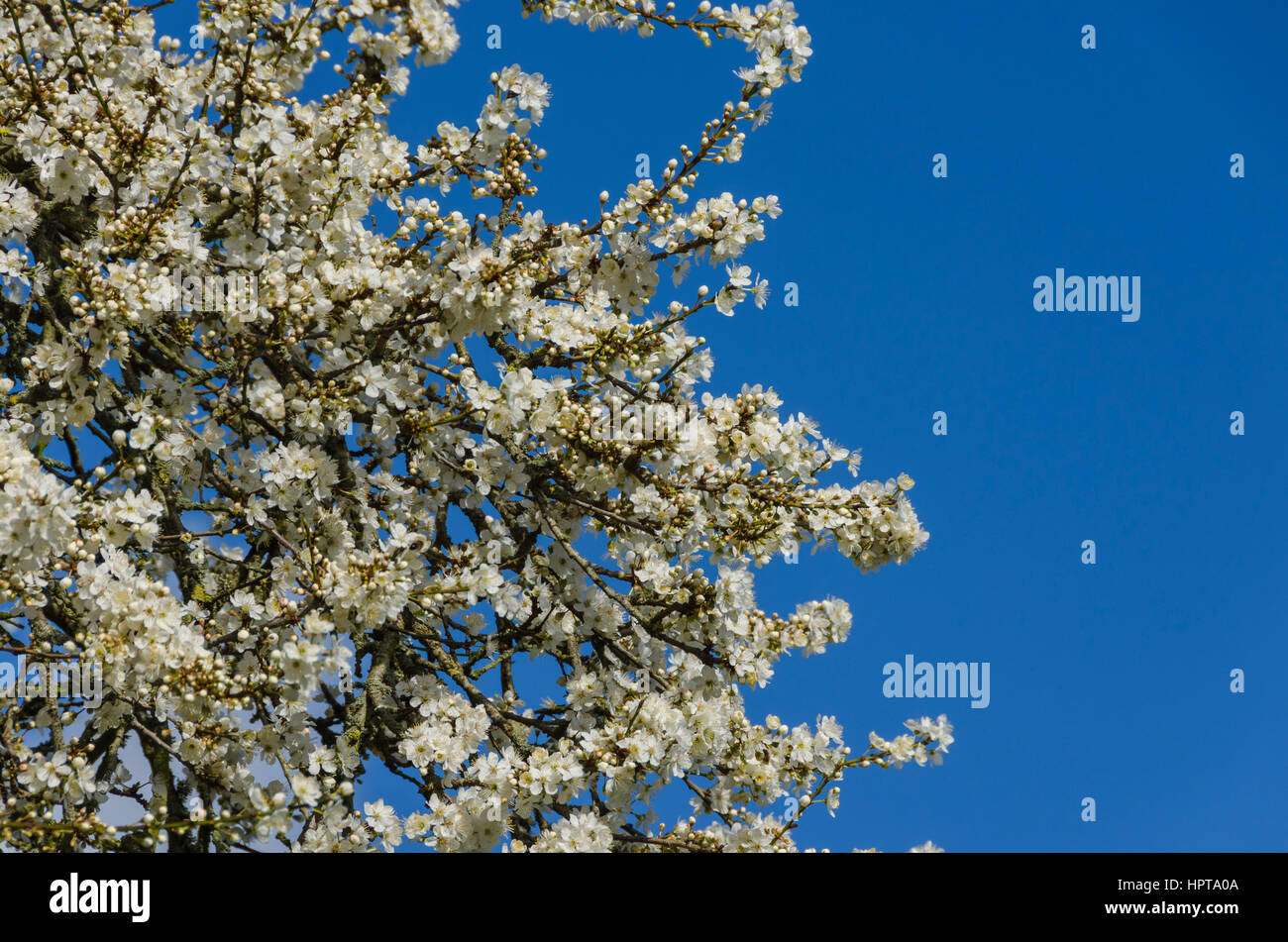 Uploders hires stock photography and images Alamy