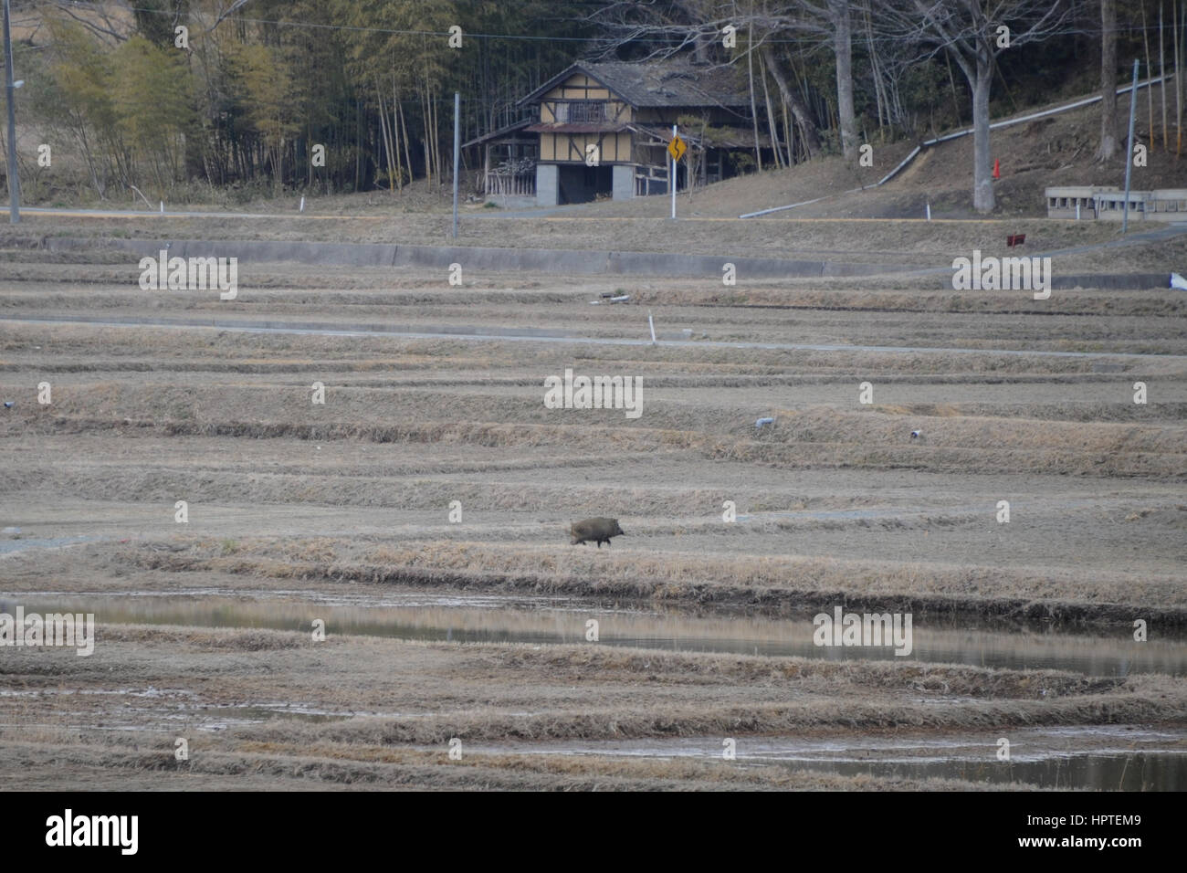 (170225) -- FUKUSHIMA(JAPAN), Feb. 25, 2017 (Xinhua) -- Photo taken on Feb. 22, 2017 shows a wild boar in the field at Naraha, Fukushima Prefecture, Japan. A magnitude-9.0 earthquake in 2011 triggered a massive tsunami which destroyed the emergency power and then the cooling system of Fukushima Daiichi nuclear power plant, and caused a serious nuclear disaster, forcing some 300,000 people to evacuate. Almost six years later, the nuclear nightmare still continues in that part of Japan. (Xinhua/Hua Yi)(yk) Stock Photo