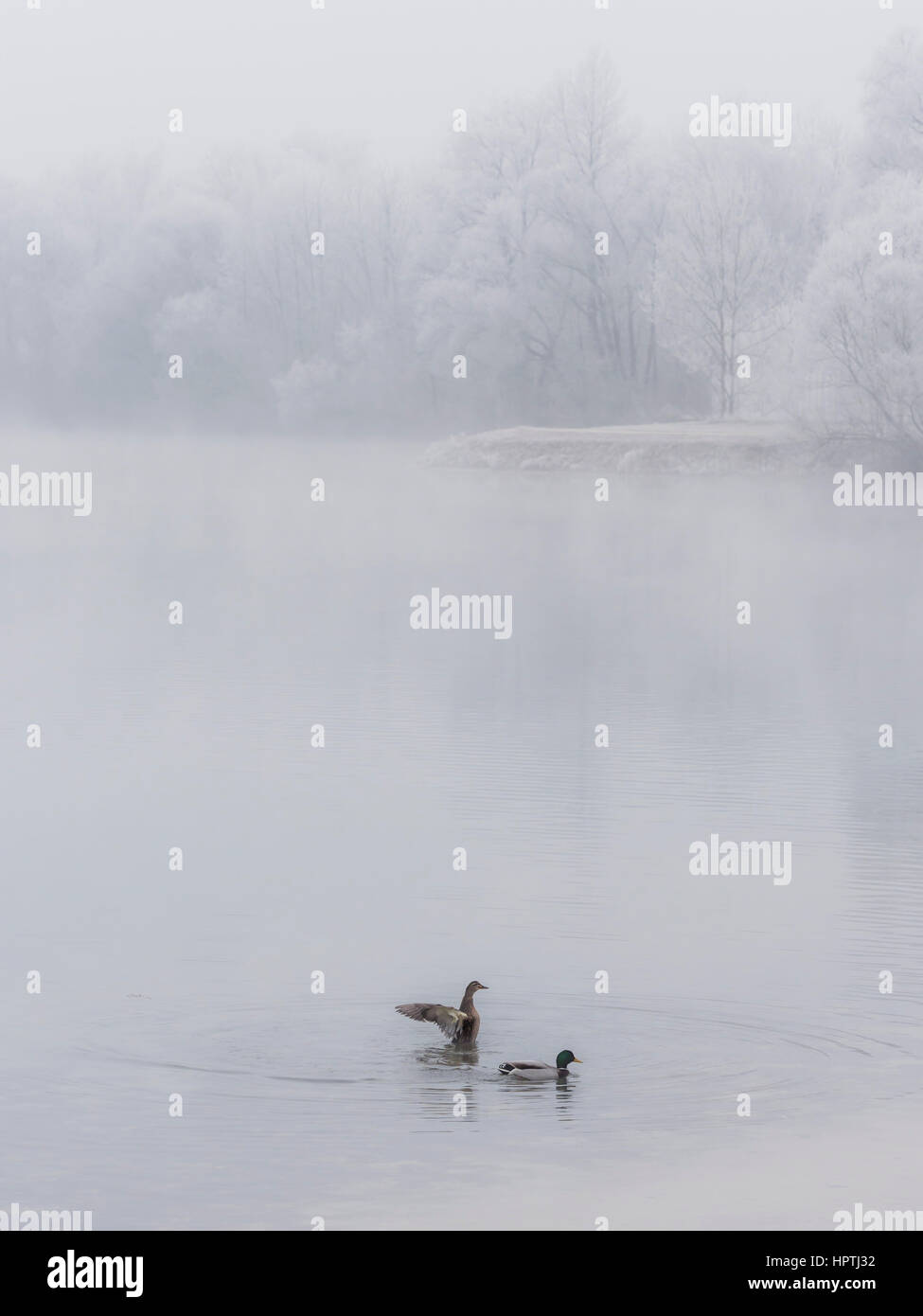 Two ducks on a lake in winter Stock Photo