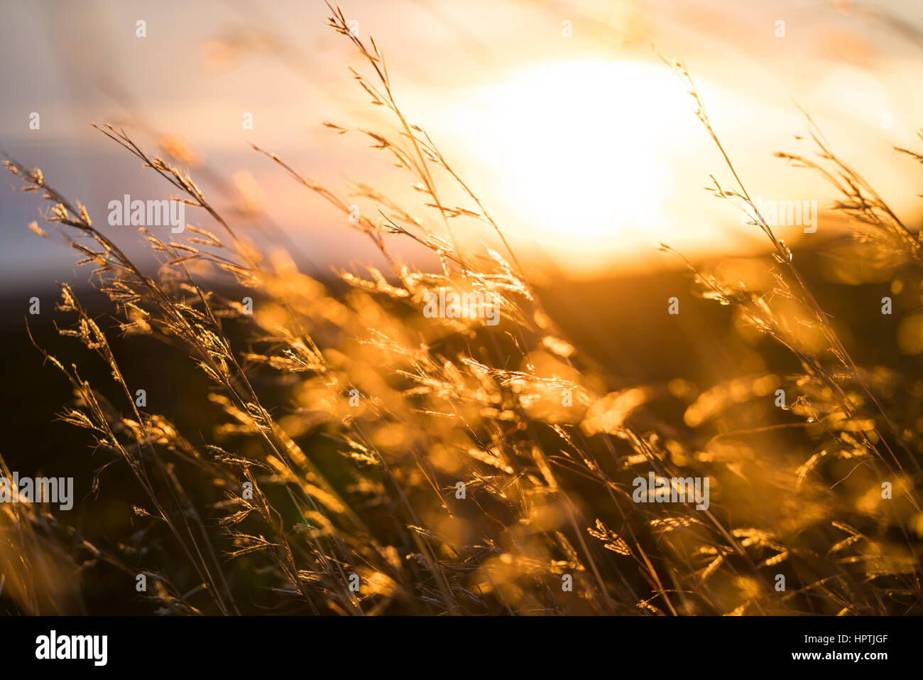Tall grass at sunset Stock Photo - Alamy