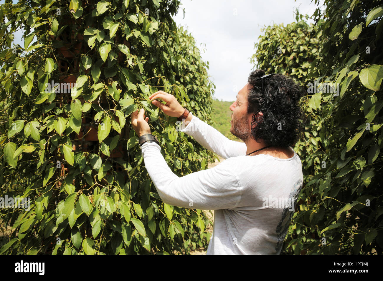 Cambodia, Kampot, Pepper Farm, Famous Kampot Pepper Stock Photo - Alamy