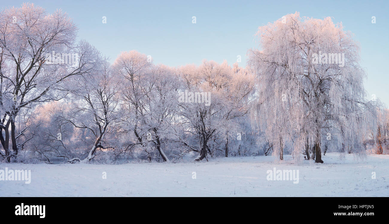 Winter morning panorama. Trees with hoarfrost in Christmas morning. Bright winter landscape. Stock Photo
