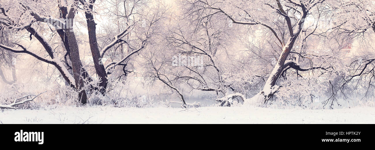 Winter morning in park. Frosty Christmas morning. White trees with hoarfrost in xmas morning. Stock Photo