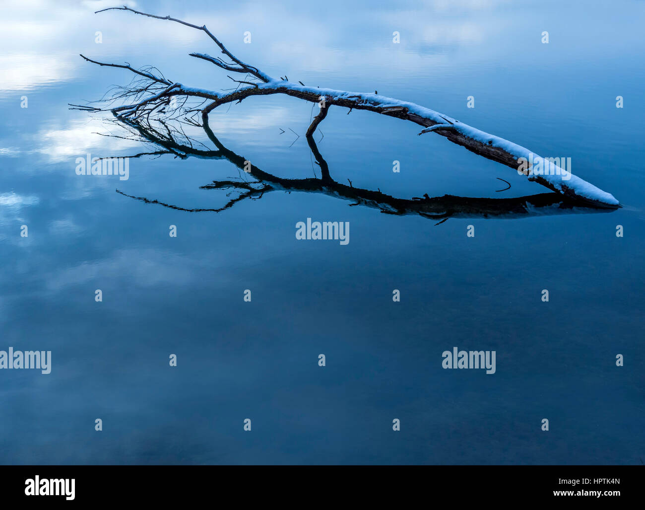 Austria, Linz, Weikerlsee, tree trunk in water Stock Photo