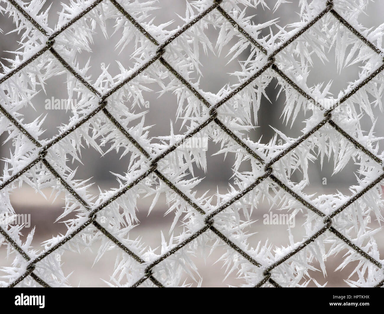 Frost on a wire mesh fence, close-up Stock Photo