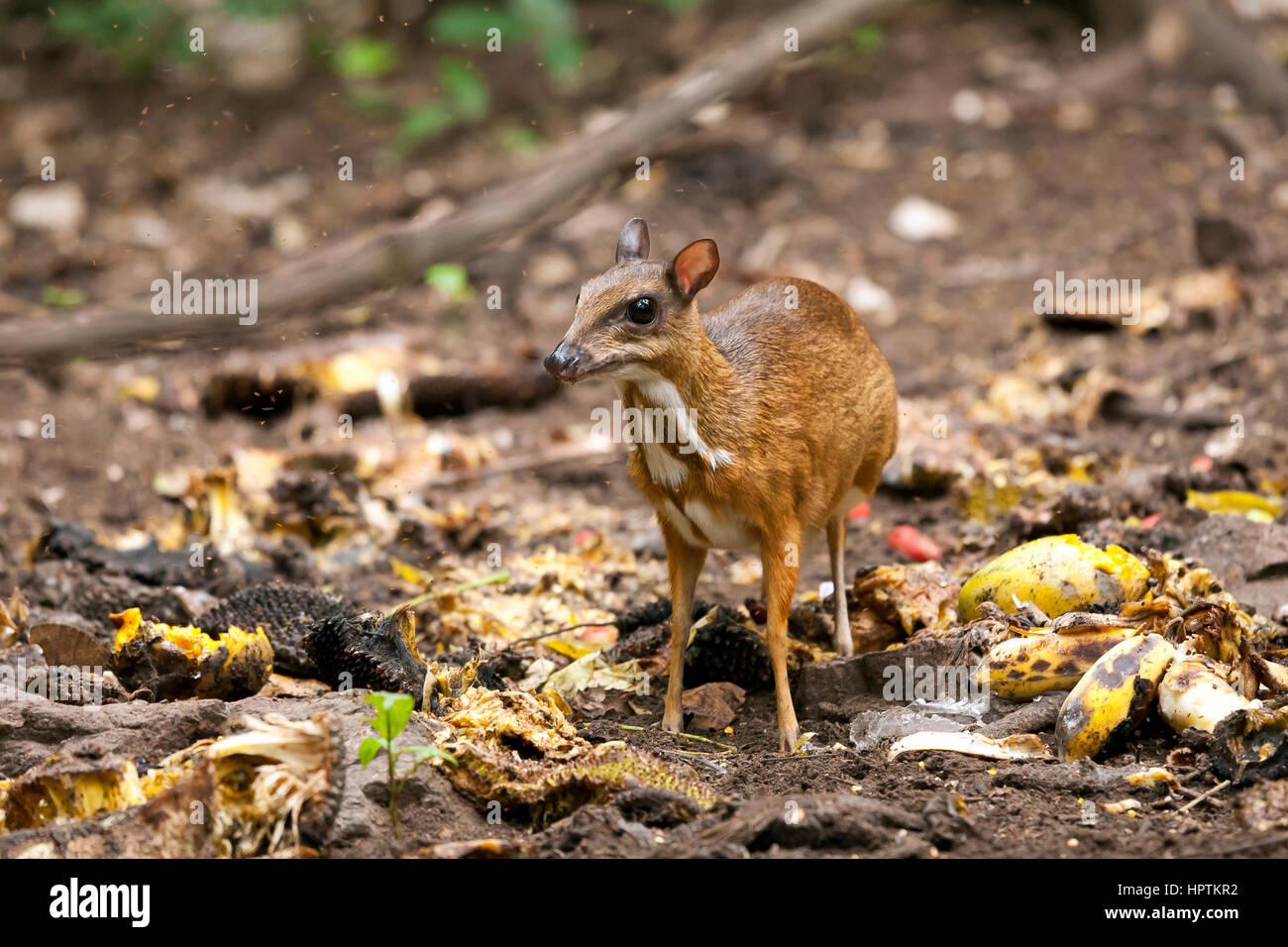 Thailand, Petchaburi Province, portrait of Java mouse deer Stock Photo