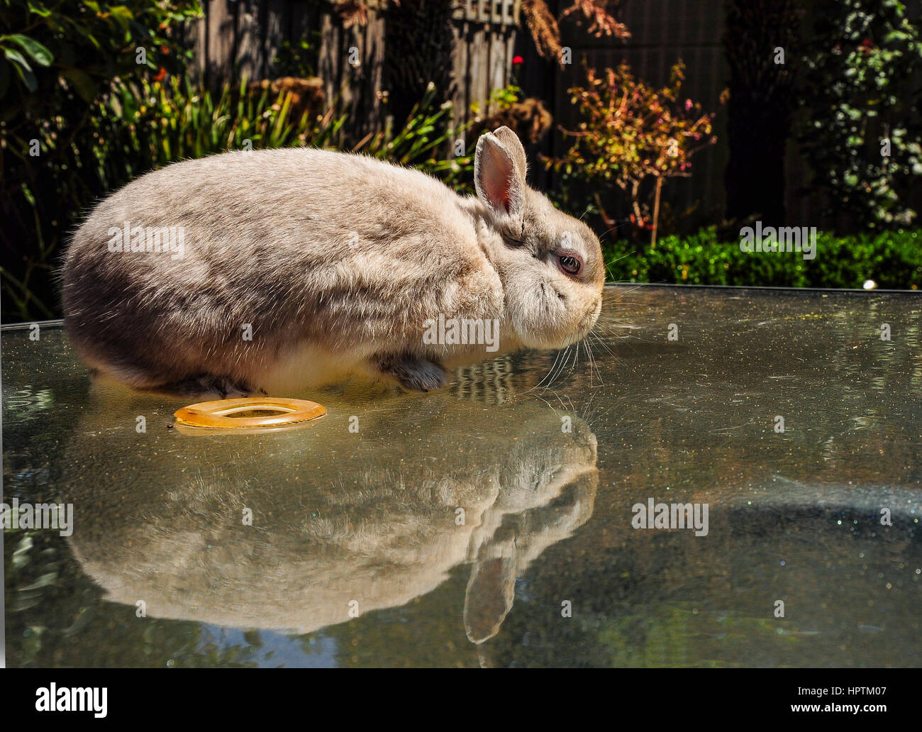Decorative rabbit Bath on the walk in the garden. Stock Photo