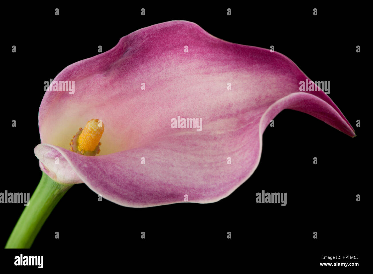 Pink calla in front of black background Stock Photo