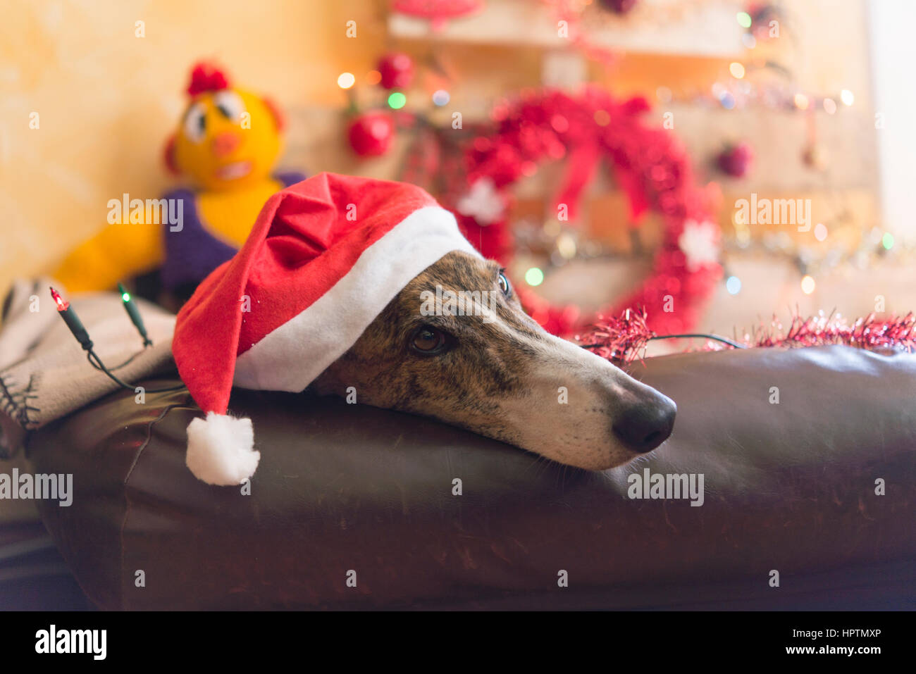 Dog wearing a santa hat hi-res stock photography and images - Alamy