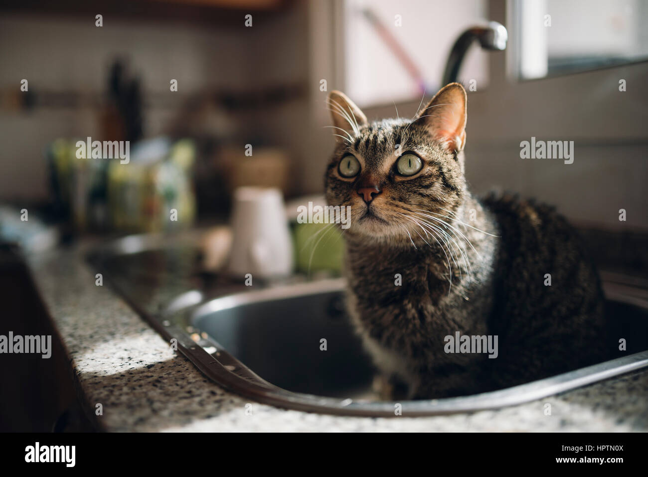 Portrait of tabby cat sitting in the kitchen sink Stock Photo