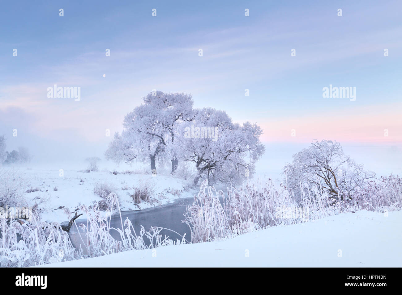 Frosty winter morning. Xmas winter landscape. Trees with hoarfrost in snowy field. Stock Photo