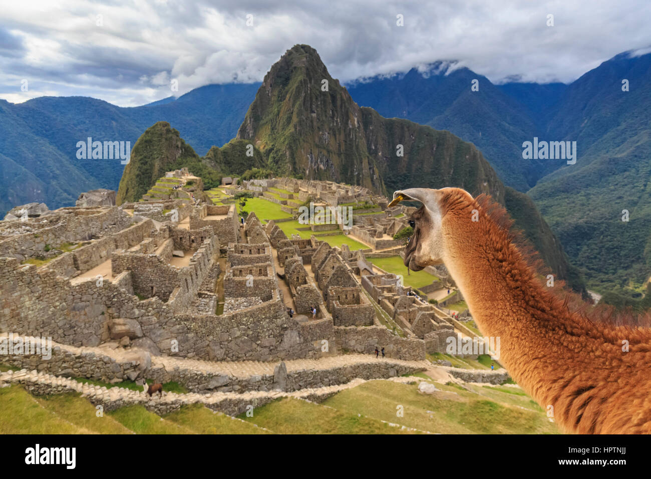 Peru, Andes, Urubamba Valley, llama at Machu Picchu with mountain Huayna Picchu Stock Photo