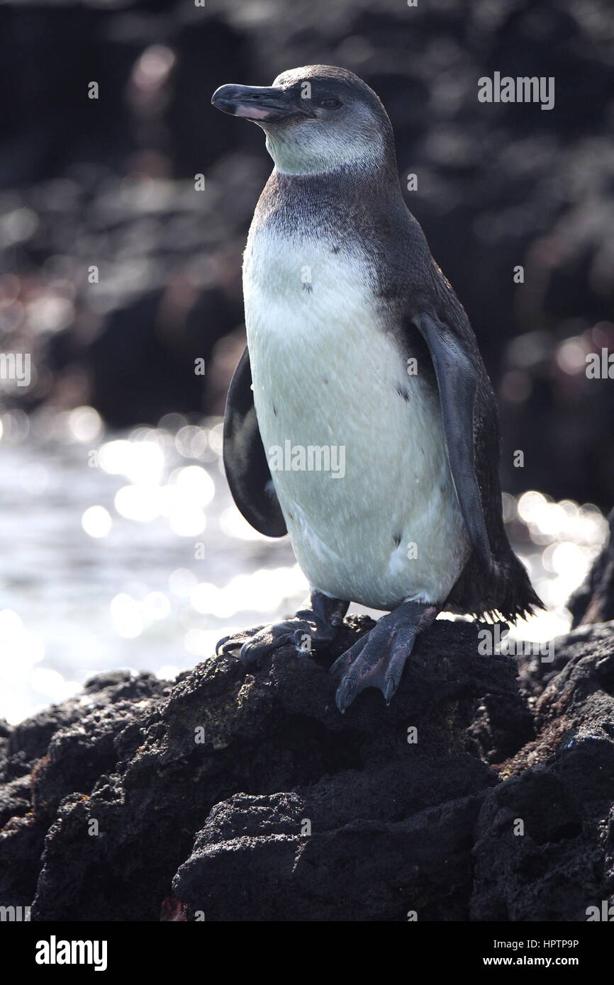 Galapagos Penguin on Isabela Stock Photo