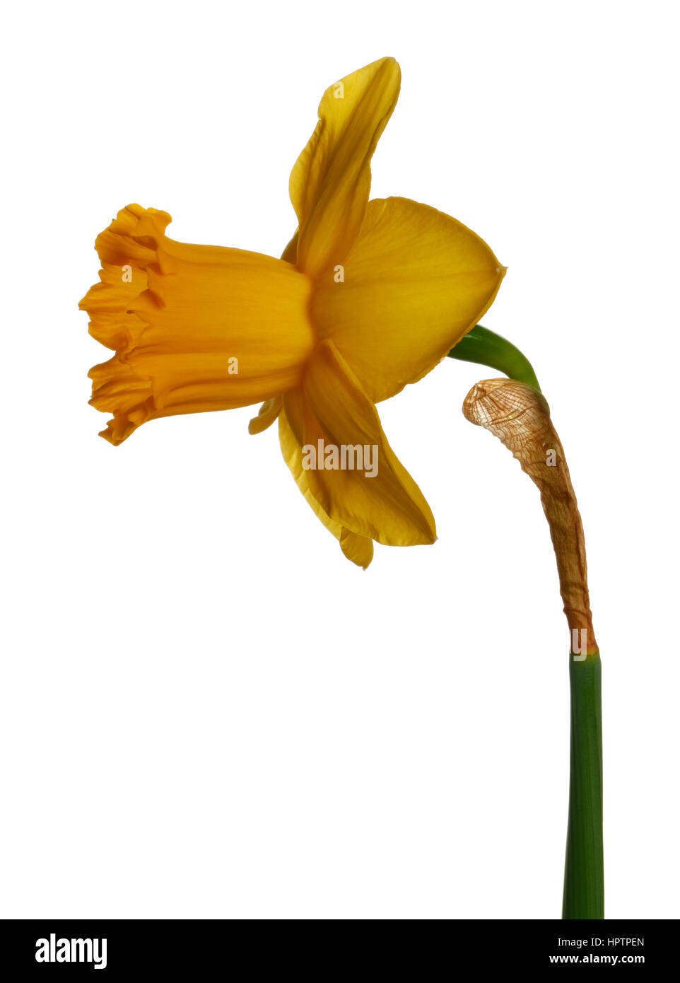 Spring yellow daffodils isolated on a white background Stock Photo - Alamy