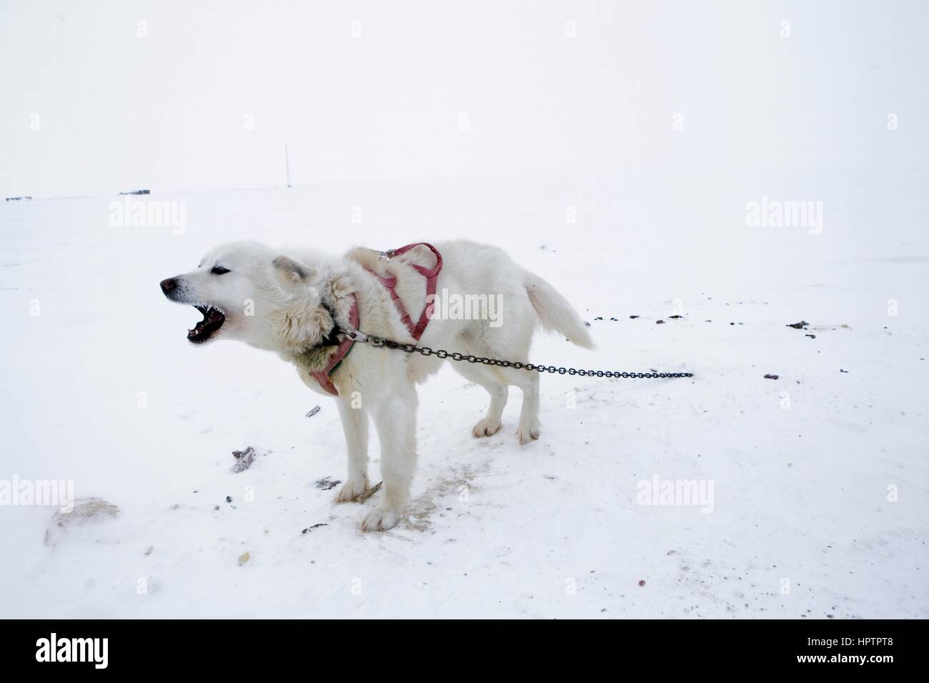 Inuits in Canada are hunting animals for fur Stock Photo Alamy