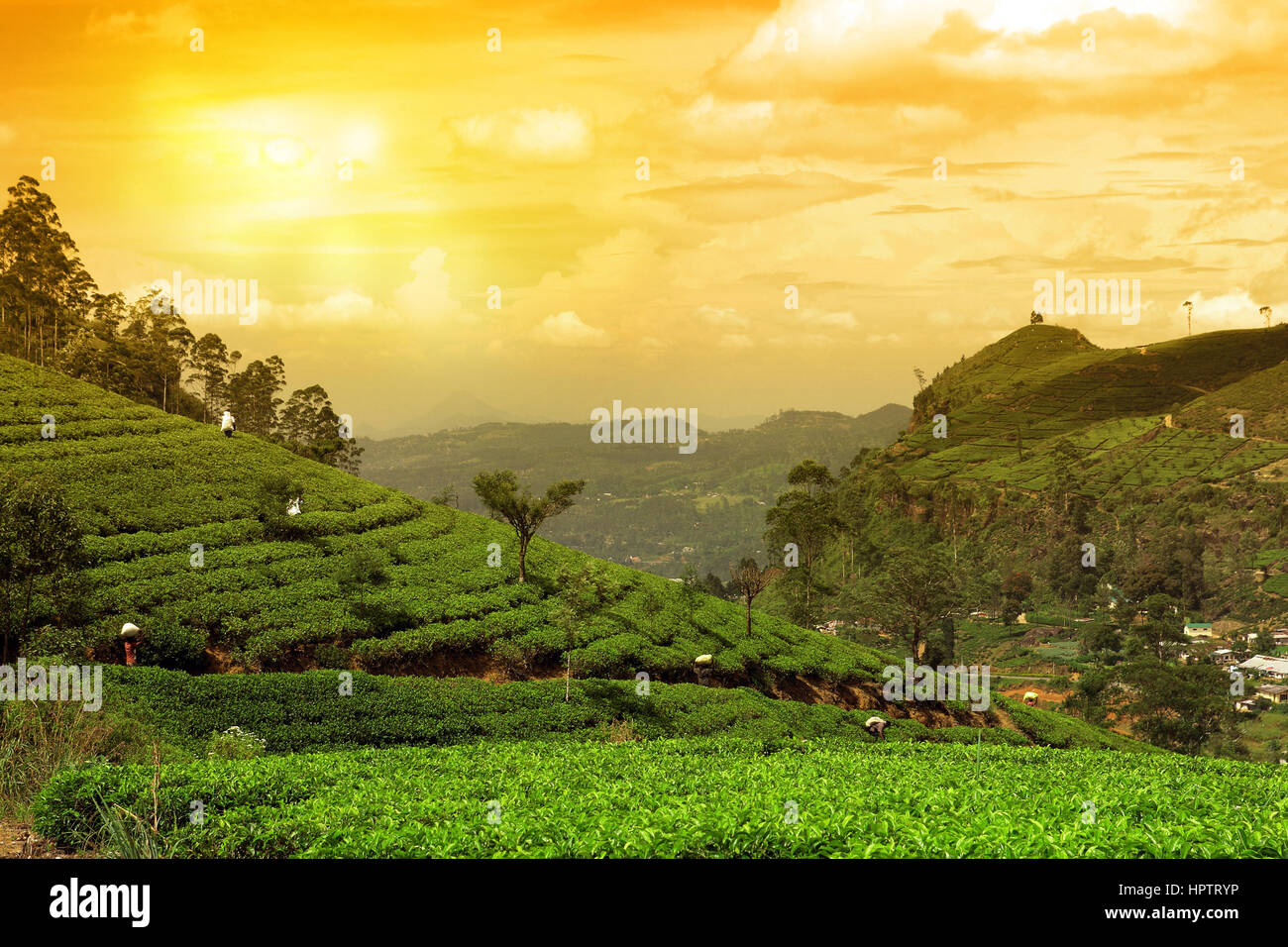 tea plantation landscape sunset Stock Photo