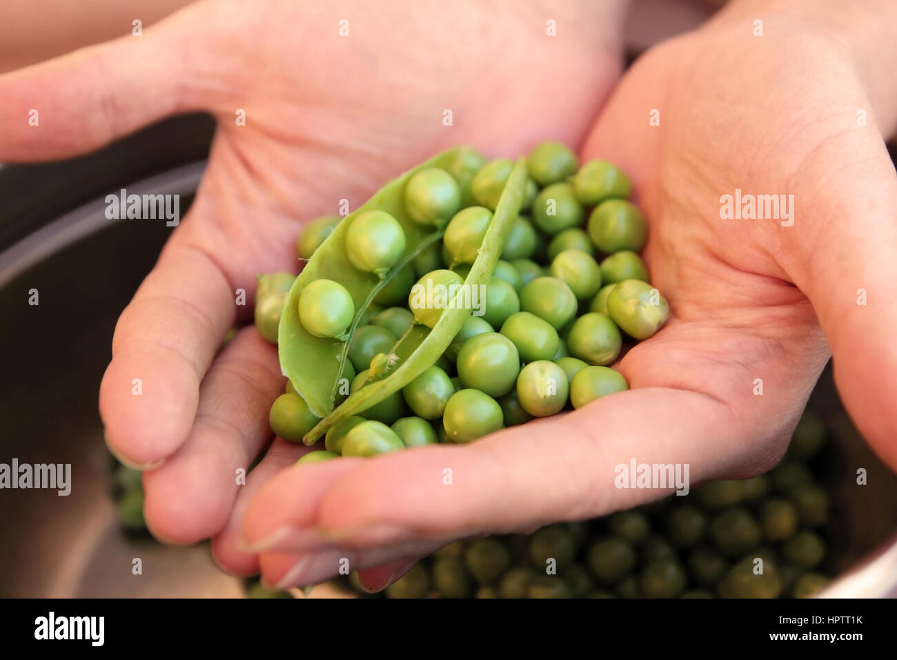 peas in hands Stock Photo