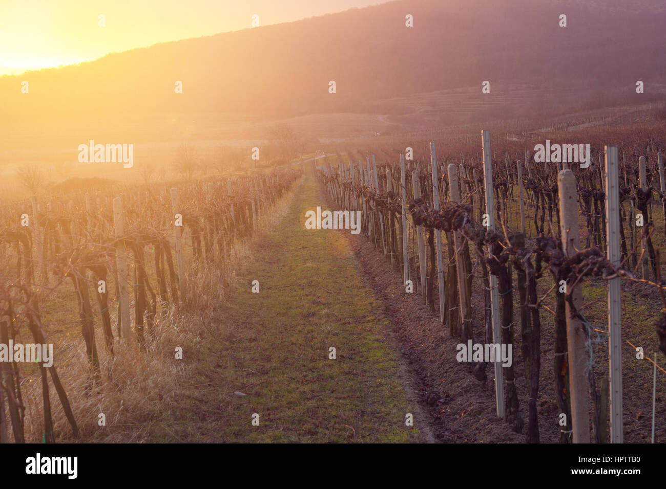 sunset in vineyard Stock Photo