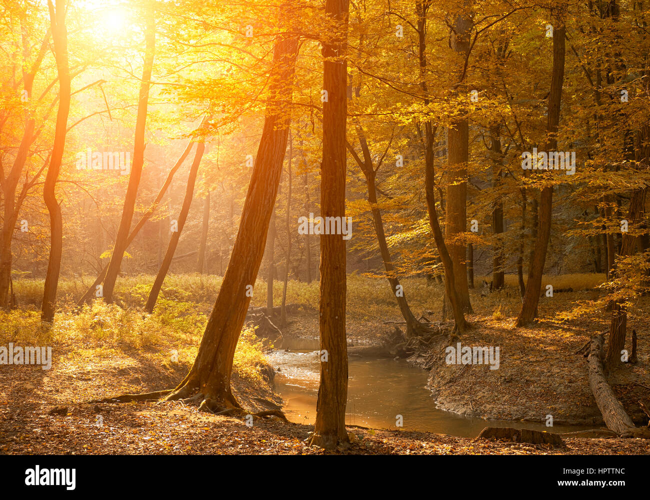 Autumn forest in sunset Stock Photo - Alamy