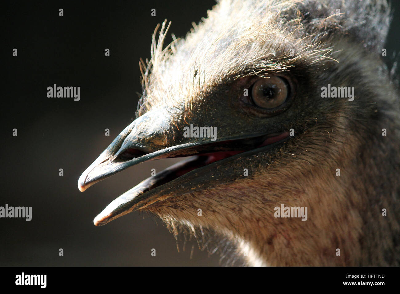 The sharp eyes of Emu Stock Photo