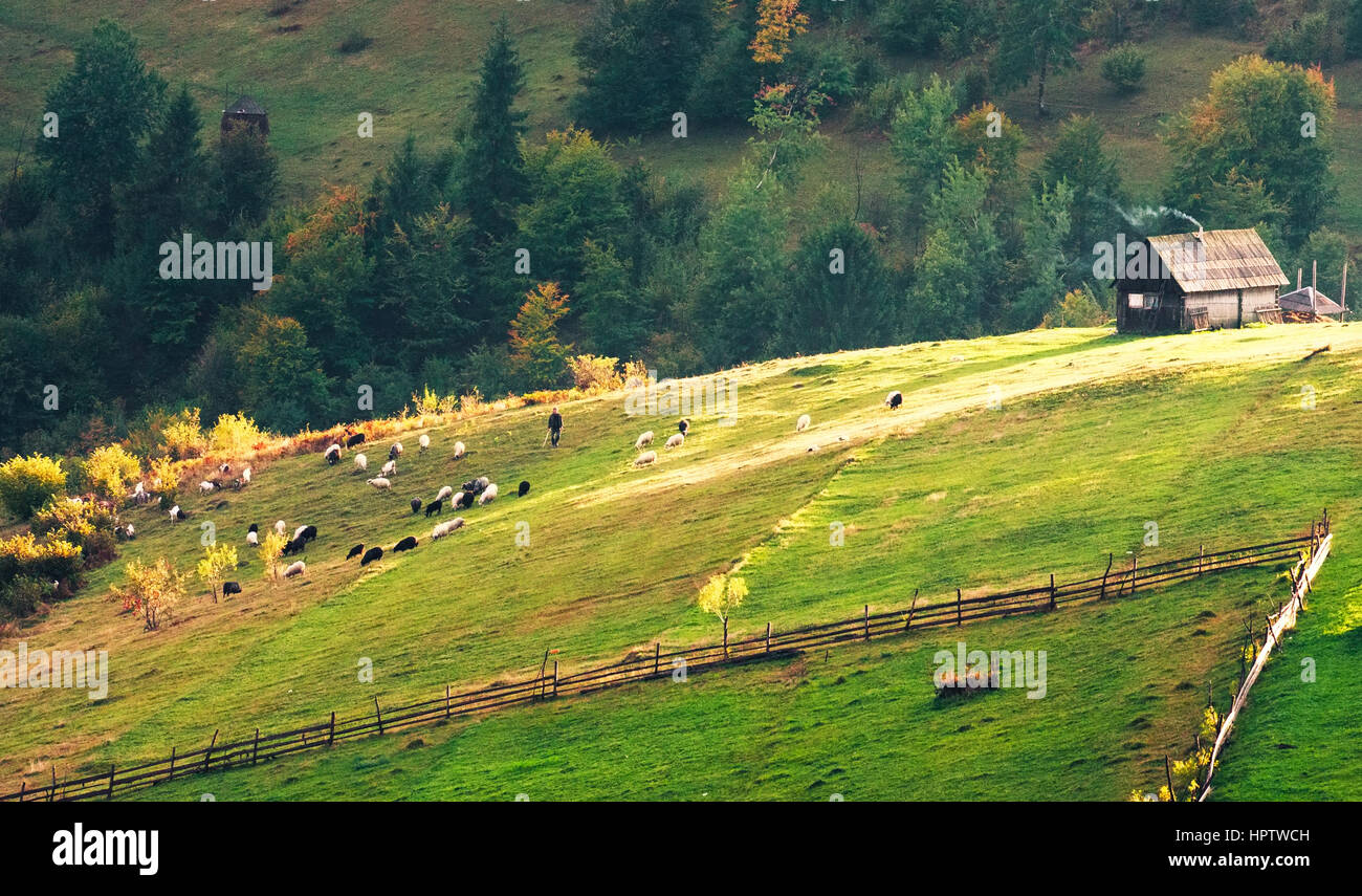 groups of cows in alps nature in autumn mountains Stock Photo - Alamy