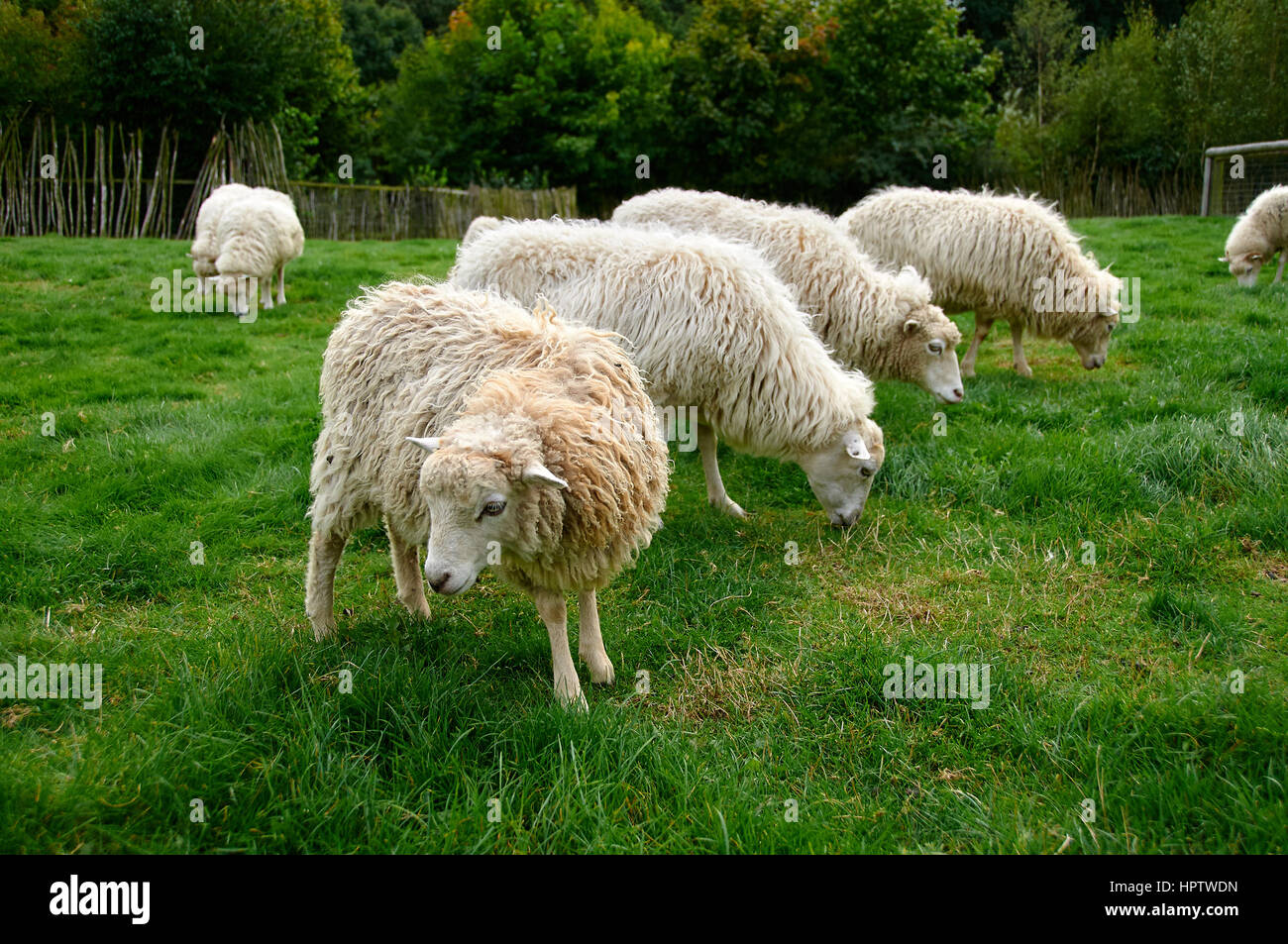 flock of sheep Stock Photo Alamy