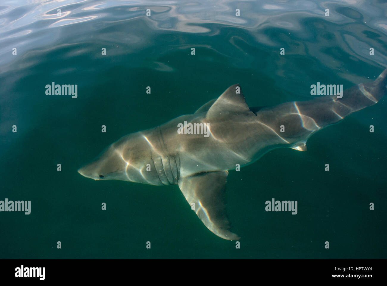 A great white shark underwater in Gansbaai, South Africa Stock Photo